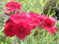 Drummond's phlox